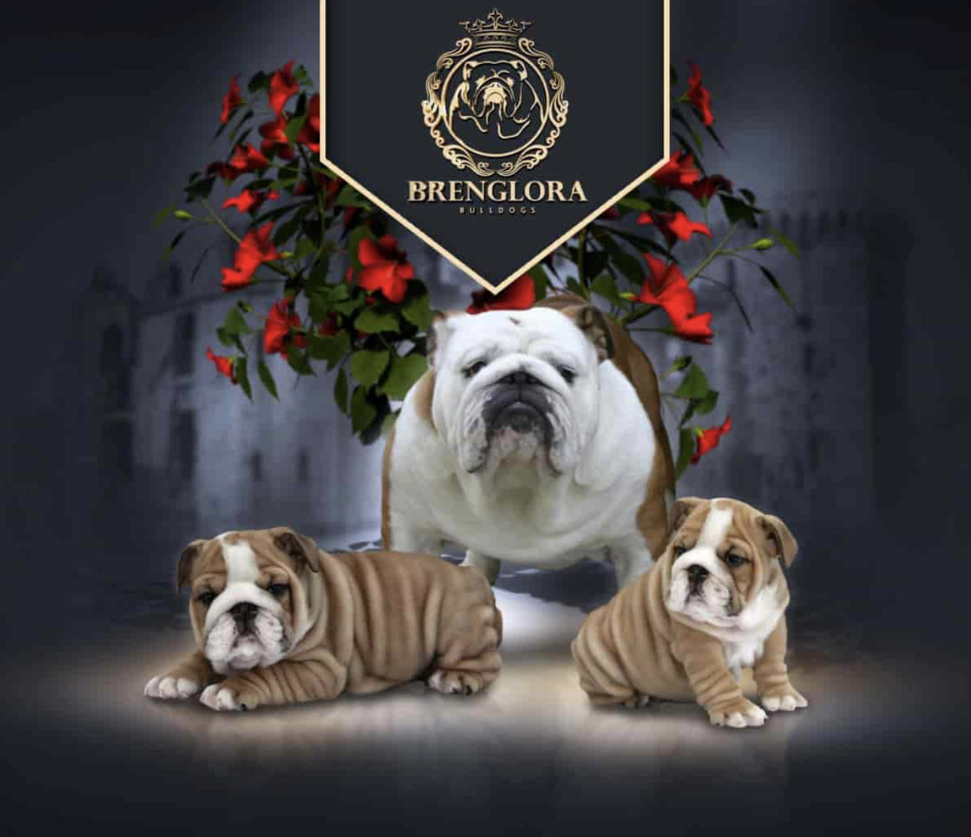 Brenglora Bulldogs Challenges the English Bulldog Health Narrative with Dogs Living Up to 17 Years Through Responsible Breeding